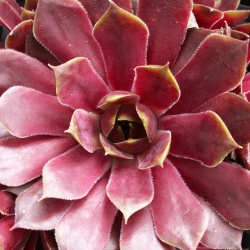 Sempervivum - Dachwurz - Hauswurz